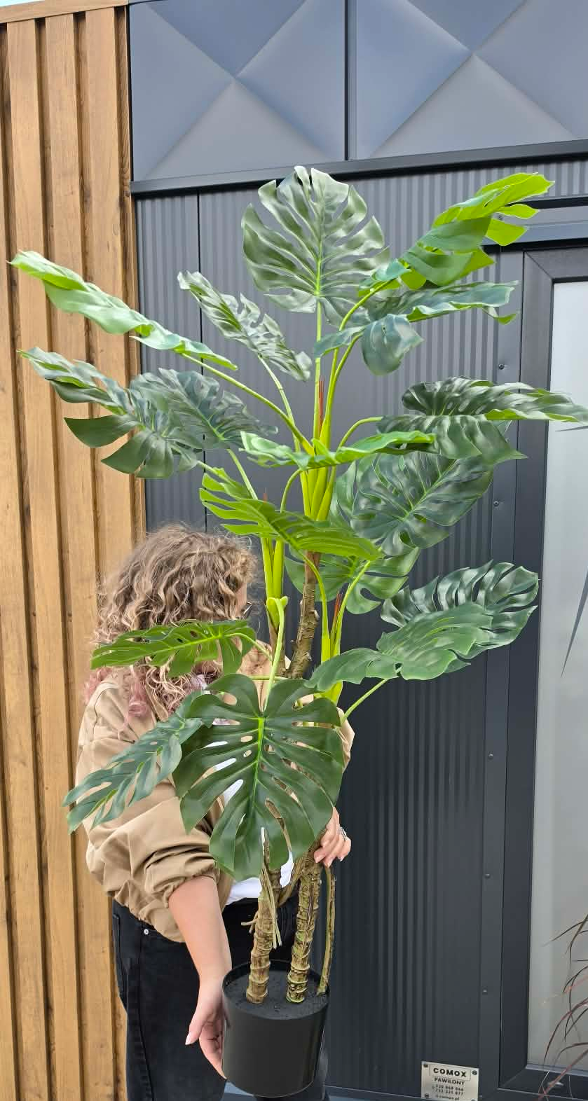 Monstera – efektowna roślina dekoracyjna w doniczce - obrazek 2