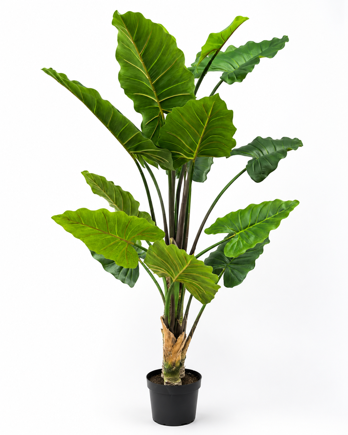 Alocasia – efektowna roślina dekoracyjna w doniczce