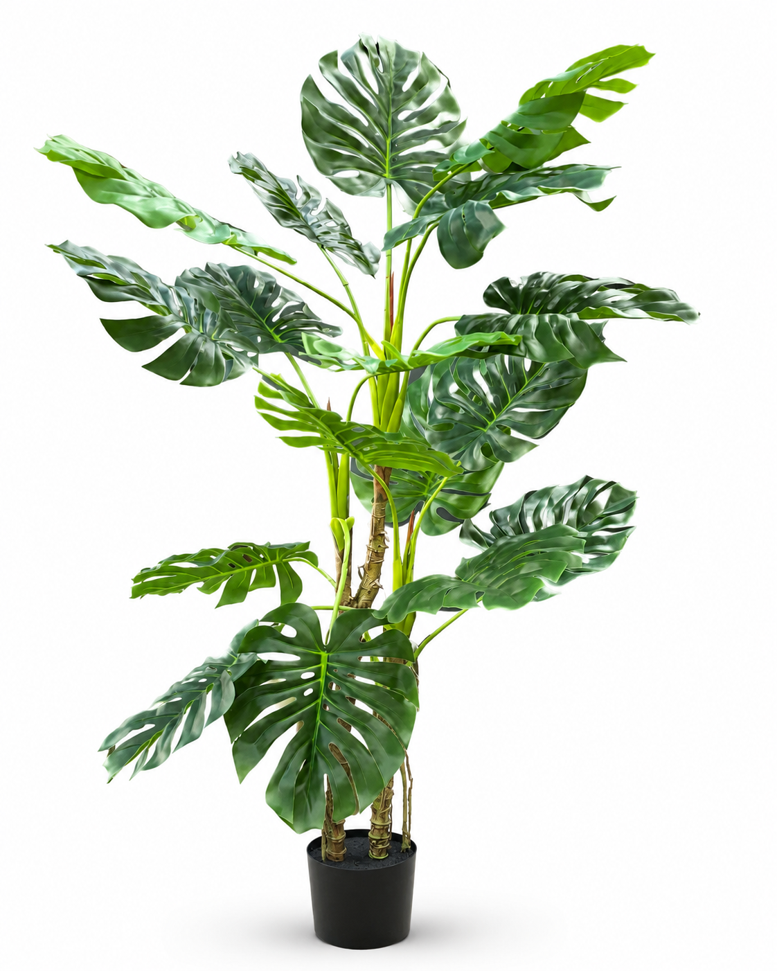 Monstera – efektowna roślina dekoracyjna w doniczce